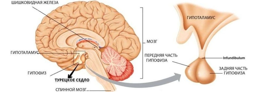 Фото: Последнее в справочнике